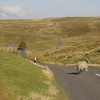 North Pennines AONB